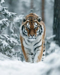 Siberian Tiger in Snow - Diamond Painting
