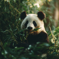 Panda Eating Bamboo - Diamond Painting