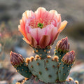Cactus Bloom - Diamond Painting