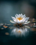 White Lotus Floating - Diamond Painting