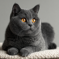 Silver Gray Gaze - Diamond Painting