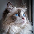 Ragdoll Blue Eyes - Diamond Painting