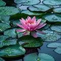 Lotus Serenity - Diamond Painting