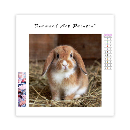 Holland Lop Bunny - Diamond Painting