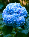 Blue Hydrangea - Diamond Painting