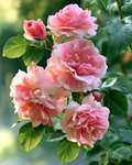 Pink Roses - Diamond Painting