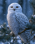 Winter Owl - Diamond Painting
