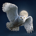 Snowy Owl in Flight - Diamond Painting
