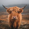 Fluffy Highland Cow - Diamond Painting
