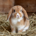 Holland Lop Bunny - Diamond Painting