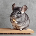 Chinchilla on Perch - Diamond Painting