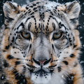 Snow Leopard Majesty - Diamond Painting