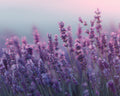 Lavender - Diamond Painting