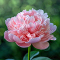 Peony Prosperity - Diamond Painting