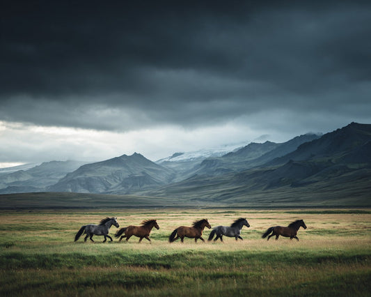 Icelandic Horses in a Field - Diamond Painting