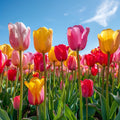 Tulip Parade - Diamond Painting