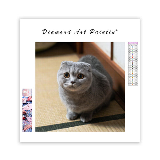 Scottish Fold Loaf - Diamond Painting