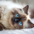 Ragdoll Belly Up - Diamond Painting