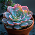 Succulent Rosette - Diamond Painting