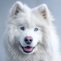 Samoyed Gentle Smile - Diamond Painting