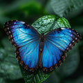 Blue Morpho Beauty - Diamond Painting