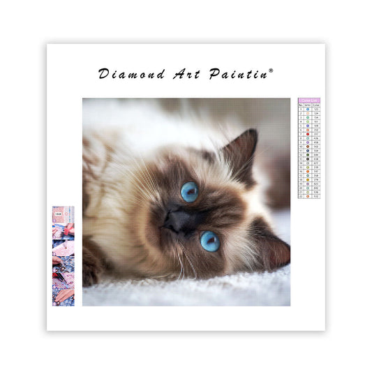 Ragdoll Belly Up - Diamond Painting
