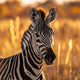Zebra Stripes - Diamond Painting