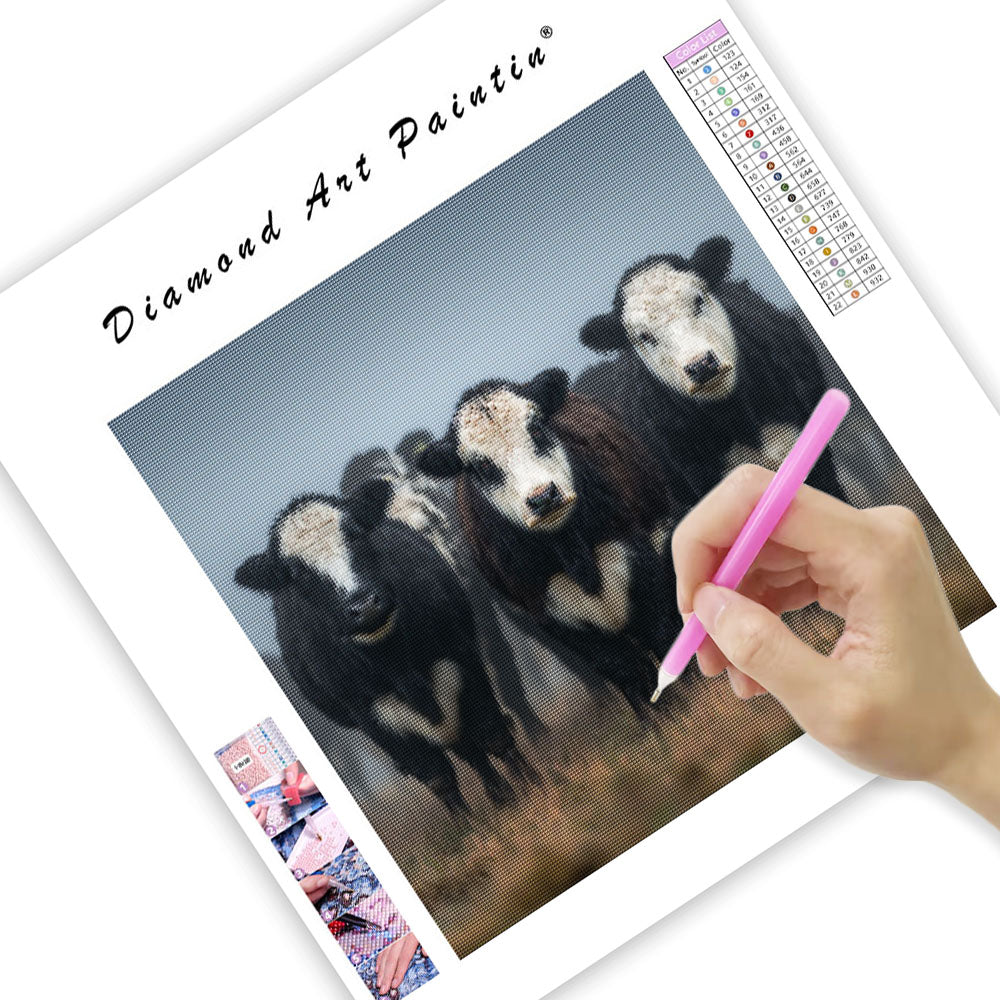 Belted Galloway Cows - Diamond Painting