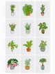 Mini-Indoor Plant Paradise