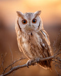 Owl Night Glow - Diamond Painting