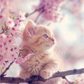 Sakura Kitten - Diamond Painting