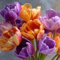 Orange and Purple Tulip Bouquet - Diamond Painting