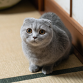 Scottish Fold Loaf - Diamond Painting