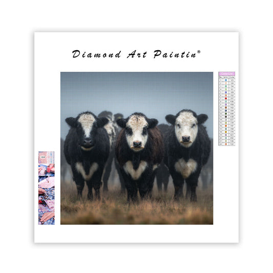 Belted Galloway Cows - Diamond Painting
