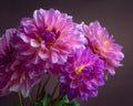 Vibrant Dahlia Blooms - Diamond Painting