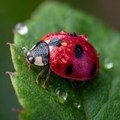 Ladybug on a Leaf - Diamond Painting