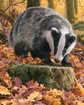 Autumn Badger - Diamond Painting