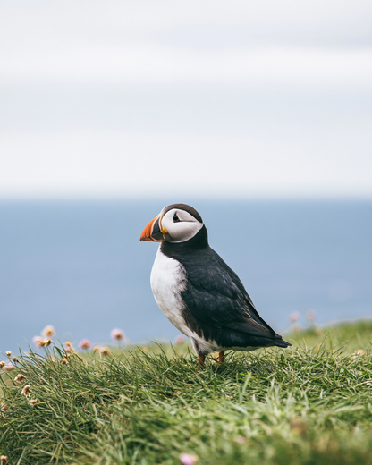 Coastal Puffin - Diamond Painting