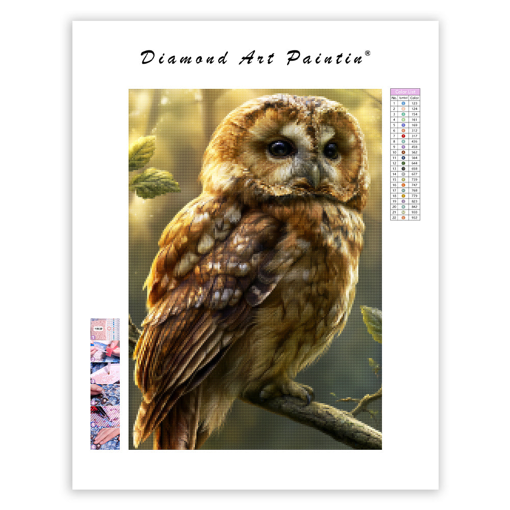 Forest Owl - Diamond Painting