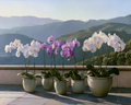 Orchid Terrace - Diamond Painting
