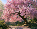 Large cherry blossom tree - Diamond Painting