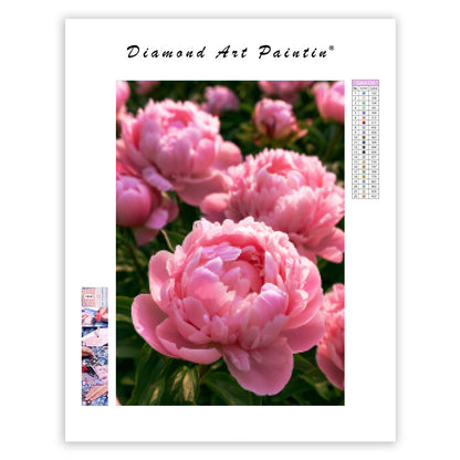 Pink Peony - Diamond Painting