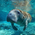 Gentle Manatee - Diamond Painting