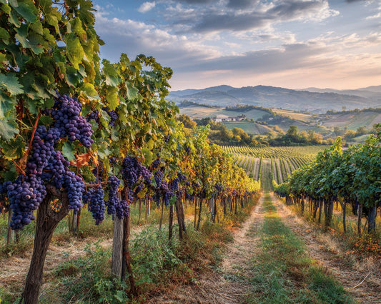 Vineyard at Harvest Time - Diamond Painting