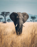 Elephant in the Grasslands - Diamond Painting