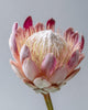 Protea Flower Head - Diamond Painting