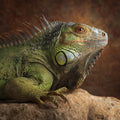 Green Iguana on Rock - Diamond Painting