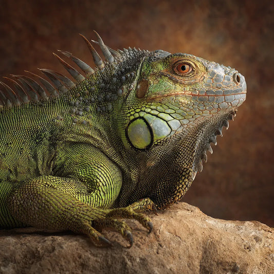 Green Iguana on Rock - Diamond Painting