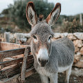 Donkey by Cart - Diamond Painting