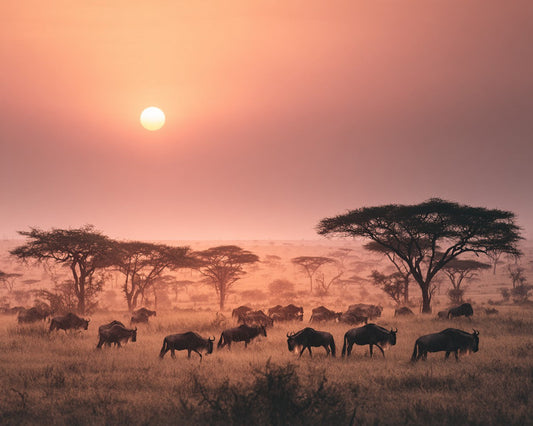 Sunrise Over the Serengeti - Diamond Painting